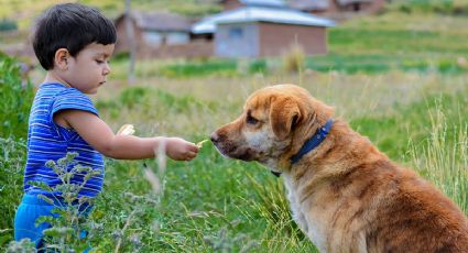 ¡Cuidado! No le des de comer esto a tus perros, podría ser grave para su salud