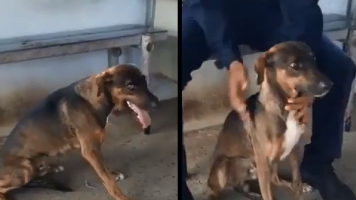 VIDEO: Detienen a perro mensajero; transportaba correo entre presos de una cárcel