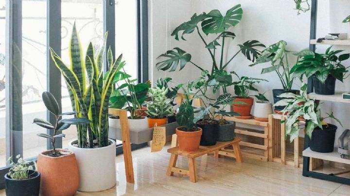 LISTA de las mejores PLANTAS DE INTERIOR que puedes conseguir en Nuevo Laredo