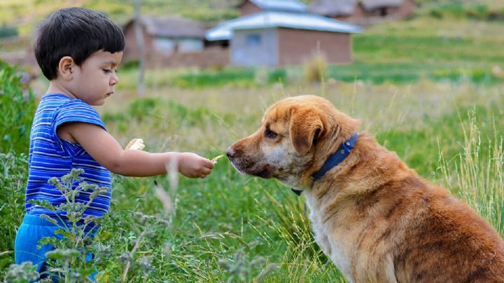 ¡Cuidado! No le des de comer esto a tus perros, podría ser grave para su salud