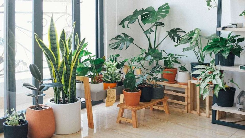 Estas son algunas plantas de interior que necesitan pocos cuidados.