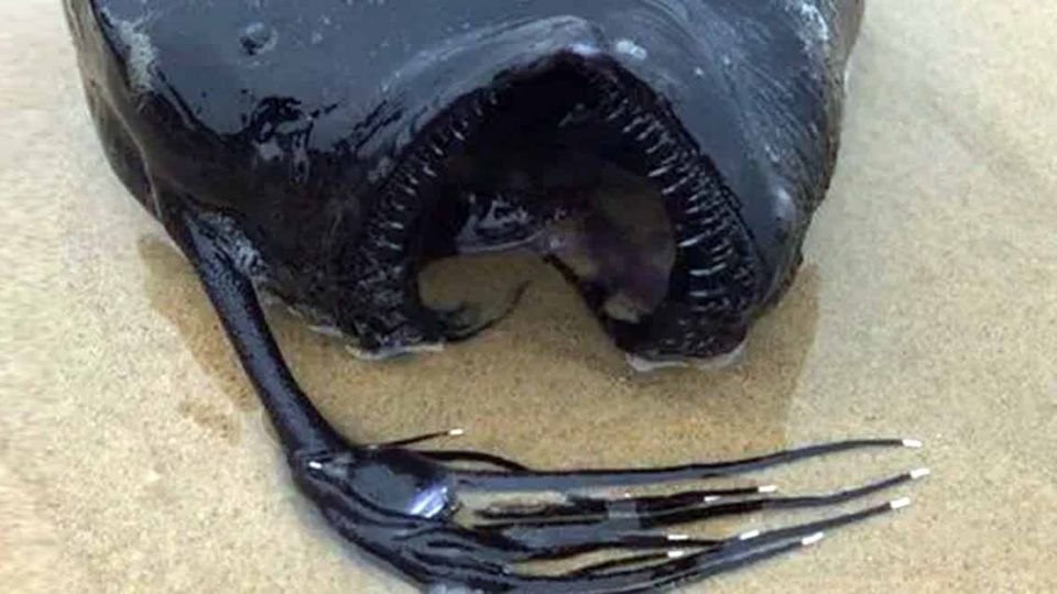 El animal fue hallado en una playa de California