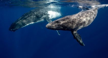 EMOTIVO VIDEO: Captan a ballenas en peligro de extinción abrazándose en el Atlántico