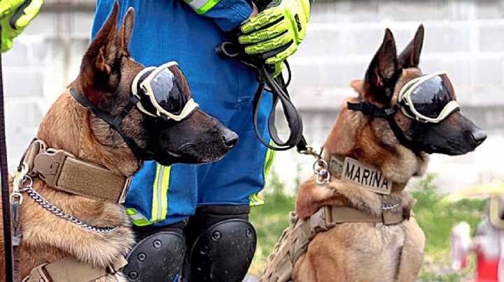 Ecko y Evil, los PERROS RESCATISTAS que salvaron VIDAS en el accidente de la Línea 12