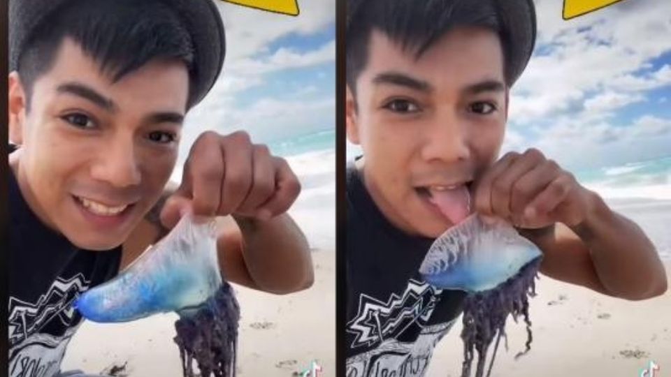 El joven pensó que sería una buena idea lamer un animal en la playa.