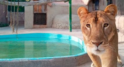 Reabrirán el Zoológico de Nuevo Laredo