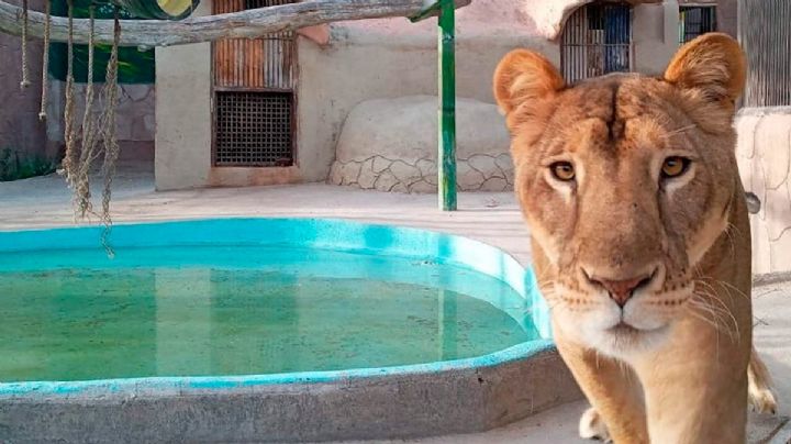 Reabrirán el Zoológico de Nuevo Laredo