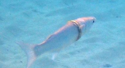 ¡Insólito! Hombre pierde su anillo de matrimonio en el mar y meses después lo encontró