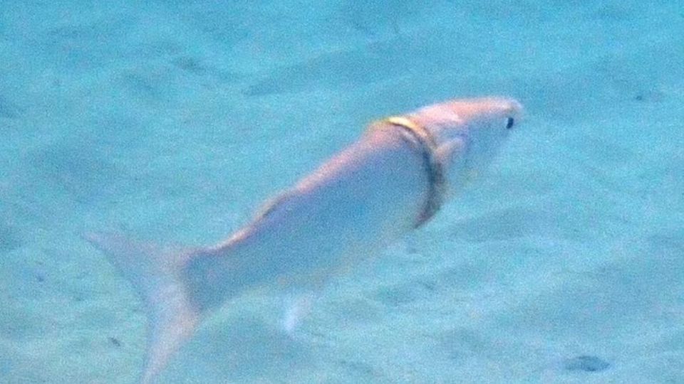 Un pez  'encontró' el anillo de matrimonio de un hombre.