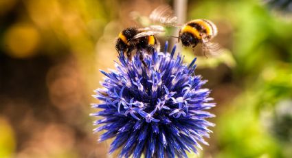 #DiaMundialdelasAbejas: ¿Por qué son vitales para nuestra existencia?