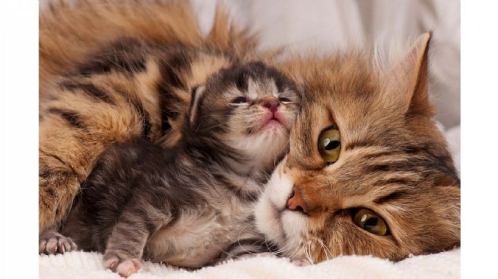 ¿Por qué vale la pena usar arena para gatos biodegradable?