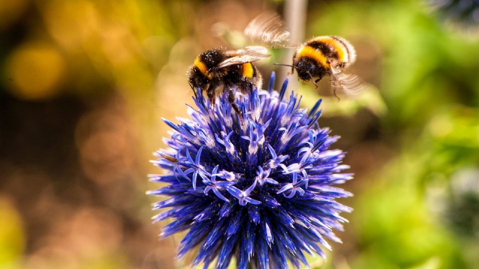 La ONU busca recordarnos que dependemos de las abejas para sobrevivir.