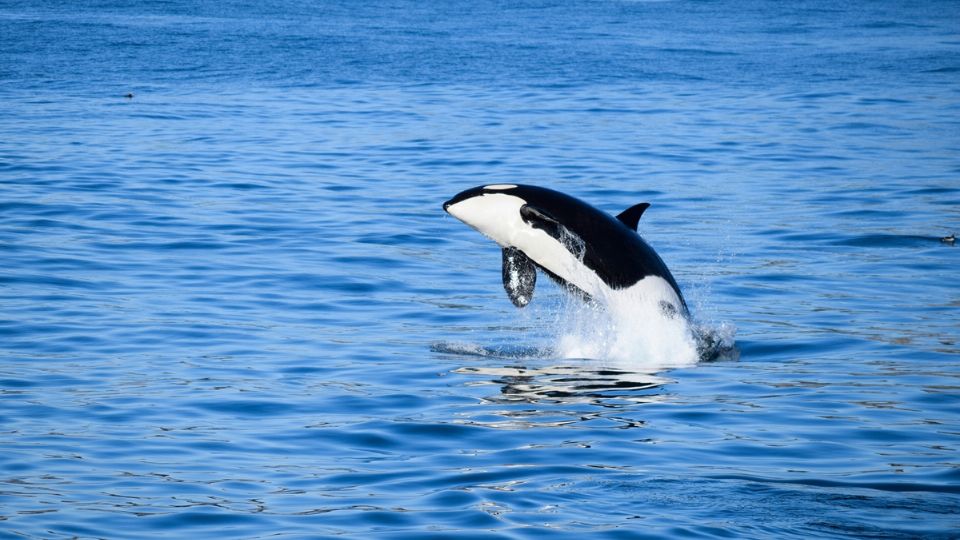 una orca saltó aproximadamente 6 metros de altura y golpeó a un delfín