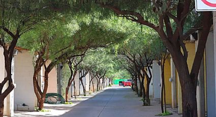 Árboles resistentes a las tormentas ¿Qué especies son las más recomendables?