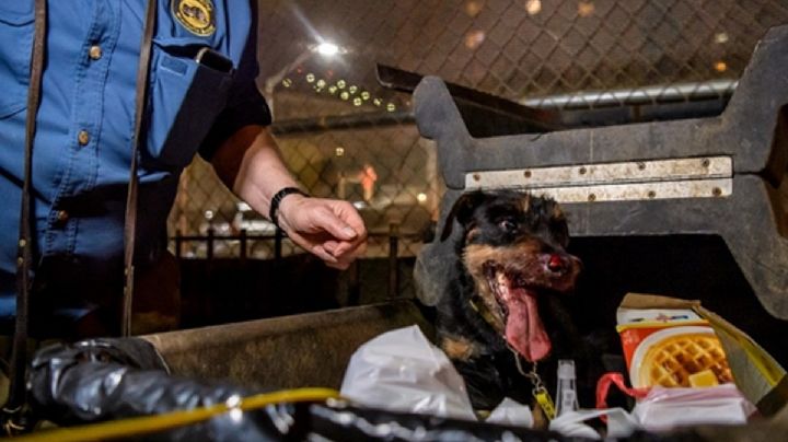 FOTOS: Caza de ratas con perros causa polémica en Nueva York