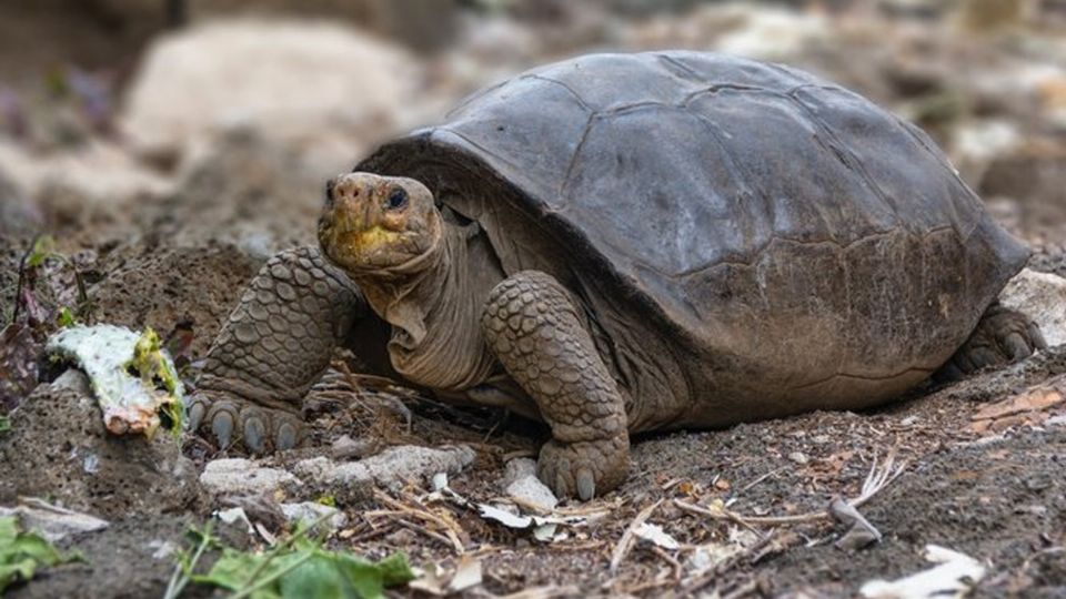 Fue descubierta una especie de tortuga que se pensaba extinta desde hace 100 años