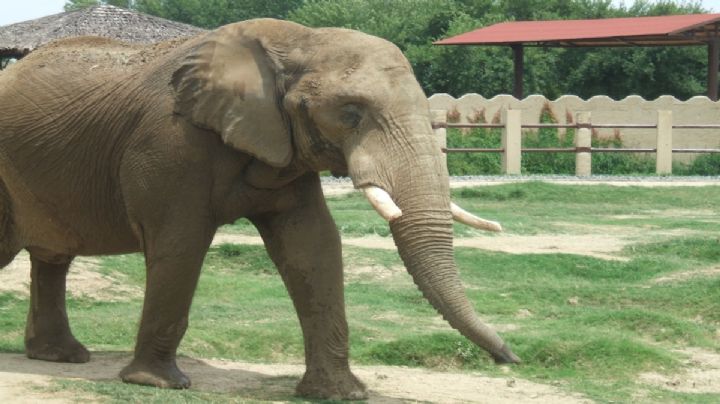 Zoológico “La Pastora”, animales enfermos y muy descuidados