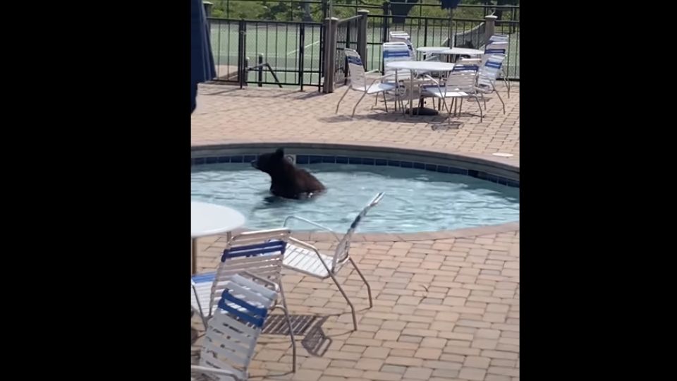 Sin percatarse de los humanos, los osos disfrutaron de un refrescante chapuzón.