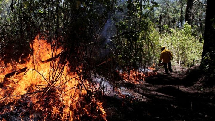 CRISIS FORESTAL: Hay al menos 48 incendios forestales en México