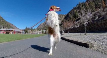 VIDEO: Conoce al perrito DEXTER que perdió una patita y aprendió a caminar como HUMANO