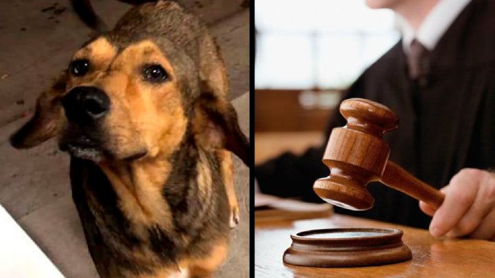 Asesino del perrito "Rodolfo Corazón" obtiene libertad condicional