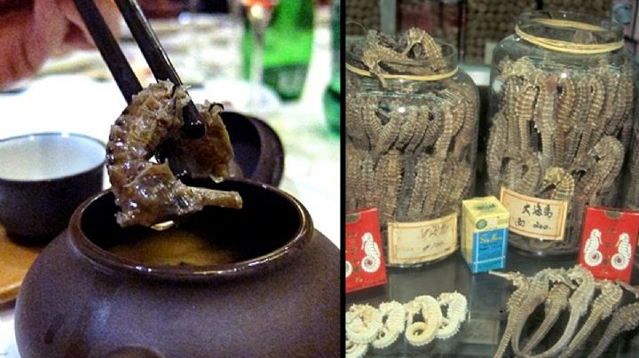 Caballitos de mar cerca de la extinción; son usados para hacer pomadas