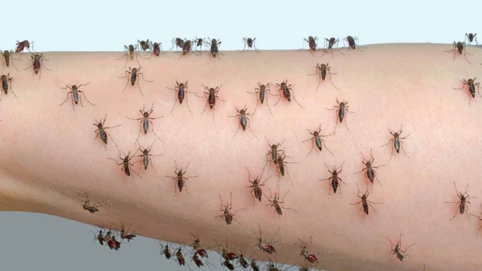 Tienen pensado que los mosquitos detendrán el contagio del dengue y otras enfermedades