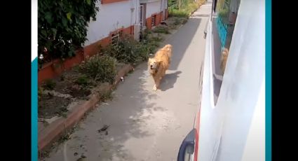 ¡Corre perrito, corre! Golden persigue la ambulancia en la que iba su dueña: VIDEO