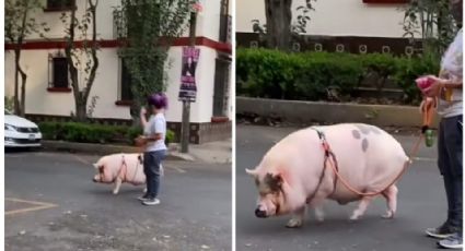 ¡¿Un mini pig?! Joven asombra paseando a su enorme cerdo que tiene de mascota