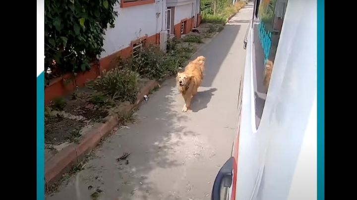 ¡Corre perrito, corre! Golden persigue la ambulancia en la que iba su dueña: VIDEO