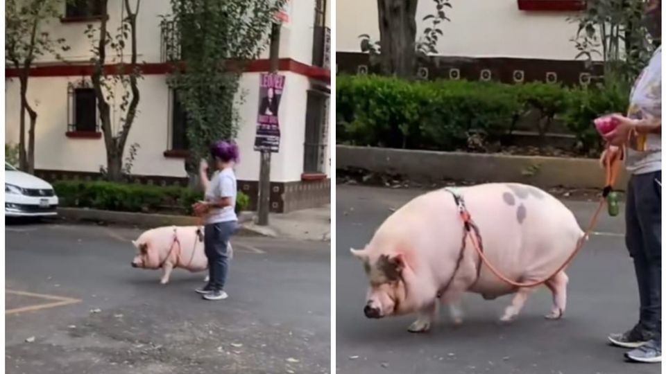 Este 'cerdito' está mejor cuidado que muchas mascotas en la ciudad