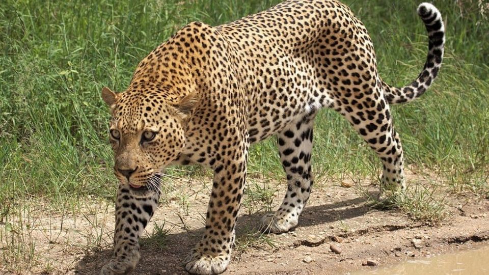 En una impresionante foto se encuentra un leopardo perfectamente camuflado