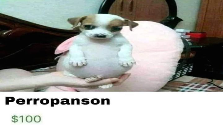 Origen del perrito panzón 'todo chiquito, todo panzón'; aquí te lo decimos