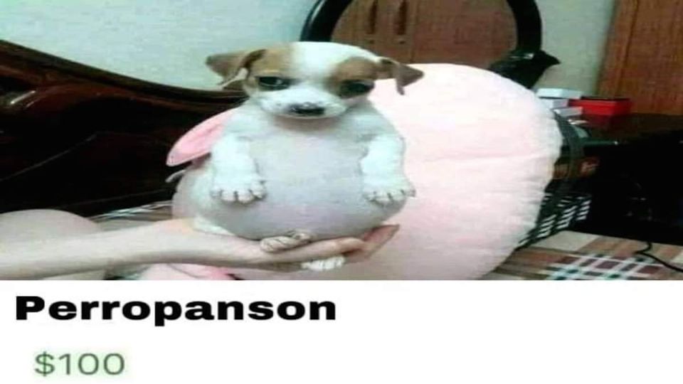 El perro panzón ha alcanzado popularidad en redes sociales...