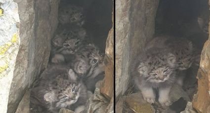 FOTOS: Encuentran en Siberia cuatro crías de Manul, una especie en peligro de extinción