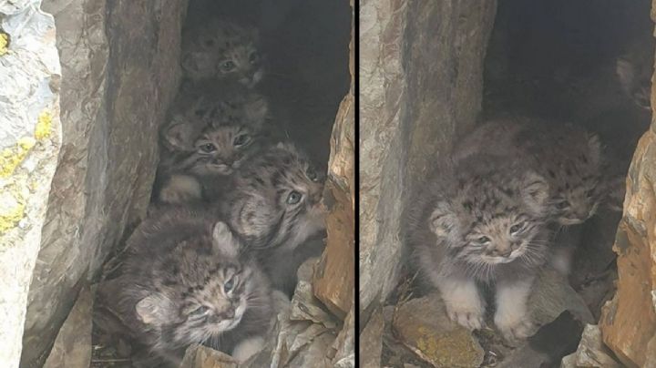 FOTOS: Encuentran en Siberia cuatro crías de Manul, una especie en peligro de extinción
