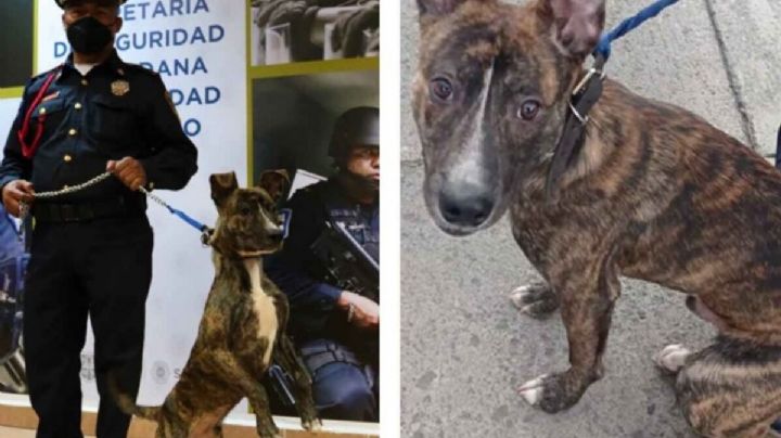 Perrito abandonado fue rescatado y adoptado por policía mexicano