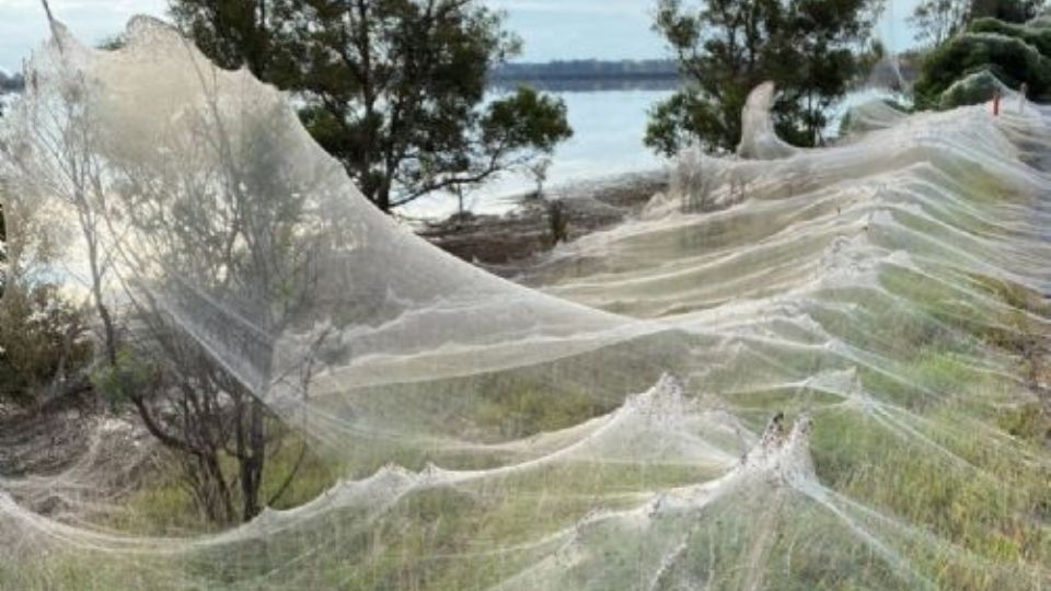 Como si fuera seda, miles de arañas construyeron todo un telar para sobrevivir.