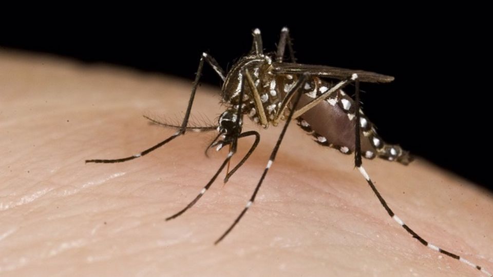 La enfermedad se contagia a través de la picadura de un mosquito.