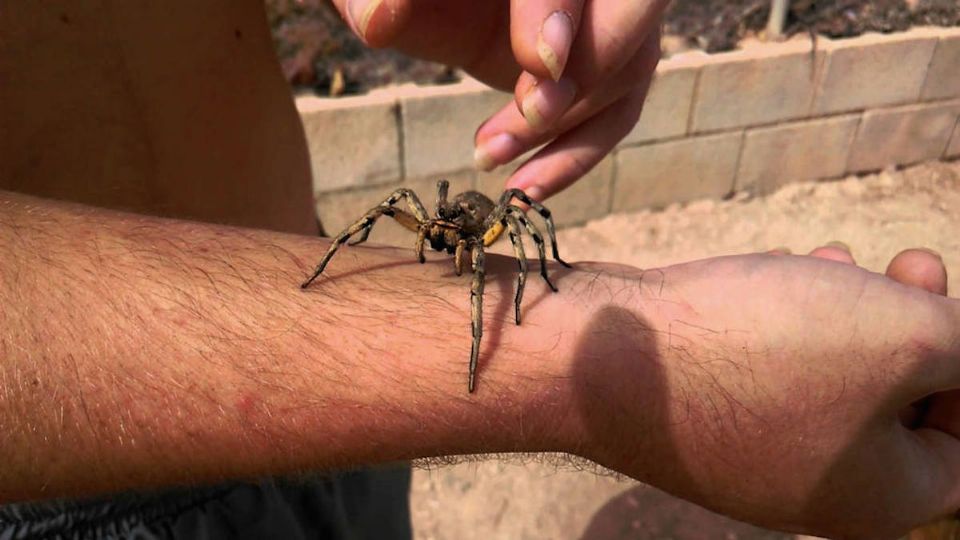 Por el calor los animales ponzoñosos llegan hasta las viviendas.