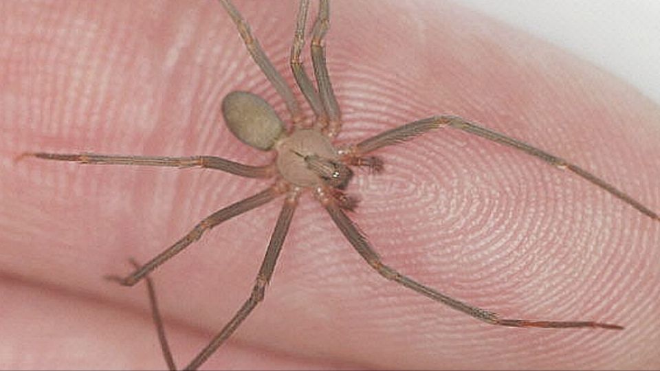 La araña violinista es pequeña y tiene una figura similar a la de un violín en el torax.