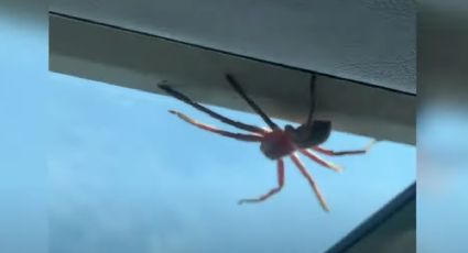 TERROR A BORDO: Piloto descubre enorme araña en avión