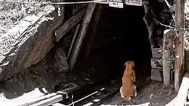 Cuchufleto no sabe que su dueño falleció y sigue en la cueva esperándolo