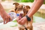 ¡Que calor! Cómo cuidar a tus mascotas de un golpe de calor