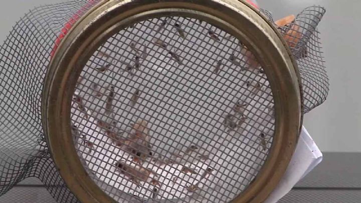 Hallan mosquitos positivos al Virus del Nilo en Texas