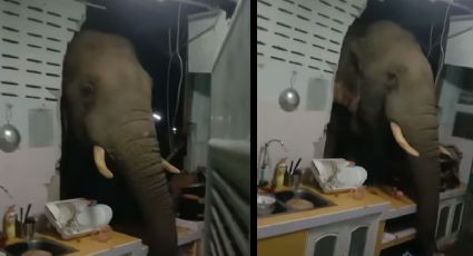 VIDEO: Elefante destruye muro de una cocina para comerse un arroz