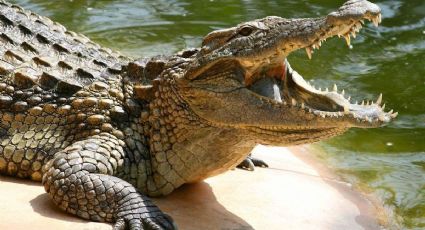 VIDEO: Mujer es arrastrada y ahogada por cocodrilo en laguna del carpintero en Tampico