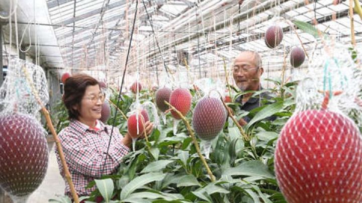 Pareja despliega 9 perros y 3 guardias para proteger sus mangos