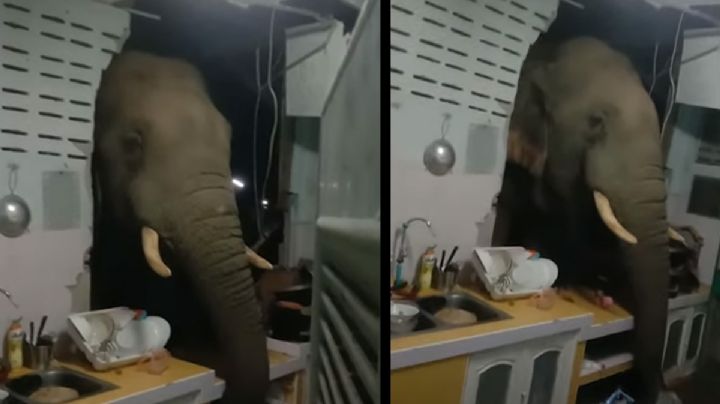 VIDEO: Elefante destruye muro de una cocina para comerse un arroz