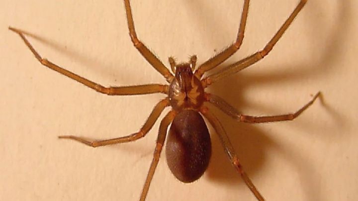 Araña Violinista:  qué hacer en caso de picadura y como evito que entre a la  casa